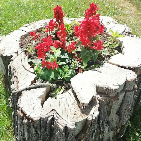 Stari Jasen Uvac סייניצה